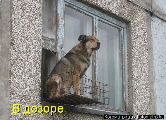 В дозоре... Котоматрица: В дозоре