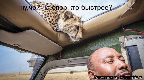 ну,чо? на спор,кто быстрее?... Котоматрица: ну,чо? на спор,кто быстрее?