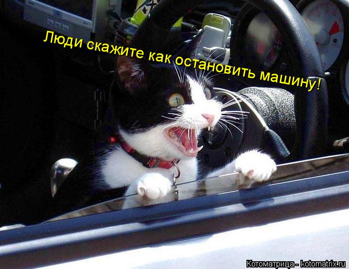 Люди скажите как остановить машину!... Котоматрица: Люди скажите как остановить машину!