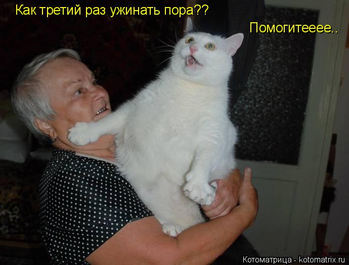 Как третий раз ужинать пора?? Помогитееее..... Котоматрица: Как третий раз ужинать пора?? Помогитееее..