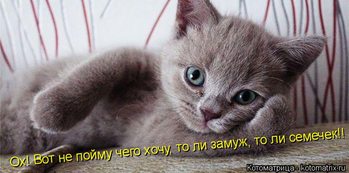 Ох! Вот не пойму чего хочу, то ли замуж, то ли семечек!!... Котоматрица: Ох! Вот не пойму чего хочу, то ли замуж, то ли семечек!!