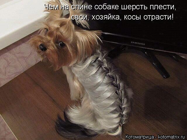 Чем на спине собаке шерсть плести, свои, хозяйка, косы отрасти!... Котоматрица: Чем на спине собаке шерсть плести, свои, хозяйка, косы отрасти!