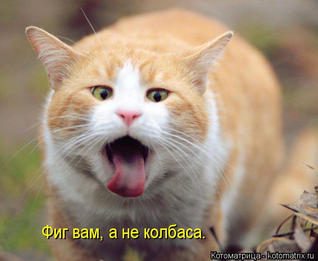 Фиг вам, а не колбаса.... Котоматрица: Фиг вам, а не колбаса.