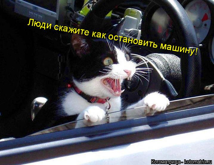 Люди скажите как остановить машину!... Котоматрица: Люди скажите как остановить машину!