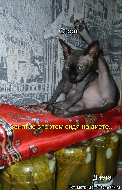 Занятие спортом сидя на диете.... Спорт Диета... Котоматрица: Занятие спортом сидя на диете.... Спорт Диета