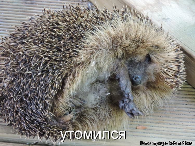 Котоматрица: утомился