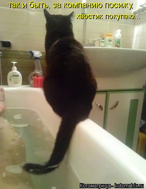 так и быть, за компанию посижу, хвостик покупаю...... Котоматрица: так и быть, за компанию посижу, хвостик покупаю...