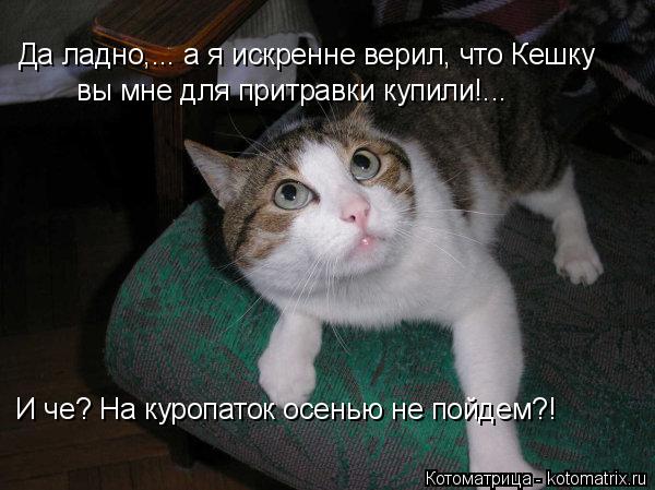 Да ладно,... а я искренне верил, что Кешку вы мне для притравки купили!... И че? На куропаток осенью... Котоматрица: Да ладно,... а я искренне верил, что Кешку вы мне для притравки купили!... И че? На куропаток осенью не пойдем?!