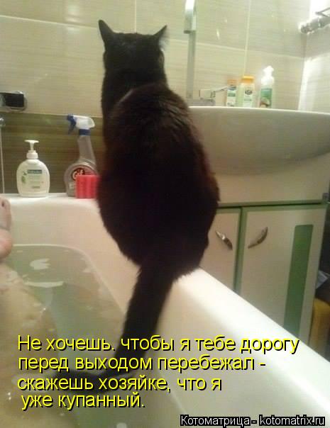 Не хочешь. чтобы я тебе дорогу перед выходом перебежал - скажешь хозяйке, что я уже купанный.... Котоматрица: Не хочешь. чтобы я тебе дорогу перед выходом перебежал - скажешь хозяйке, что я уже купанный.