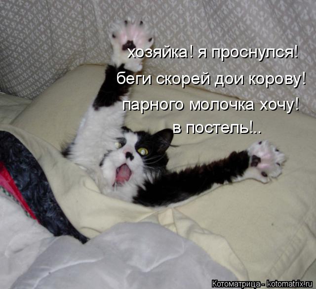 хозяйка! я проснулся! беги скорей дои корову! парного молочка хочу! в постель!..... Котоматрица: хозяйка! я проснулся! беги скорей дои корову! парного молочка хочу! в постель!..