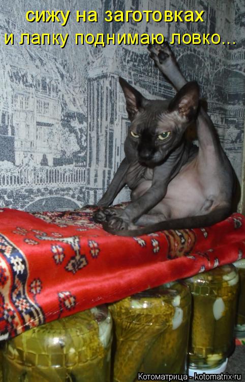 сижу на заготовках и лапку поднимаю ловко...... Котоматрица: сижу на заготовках и лапку поднимаю ловко...