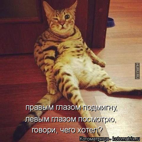правым глазом подмигну, левым глазом посмотрю, говори, чего хотел?... Котоматрица: правым глазом подмигну, левым глазом посмотрю, говори, чего хотел?