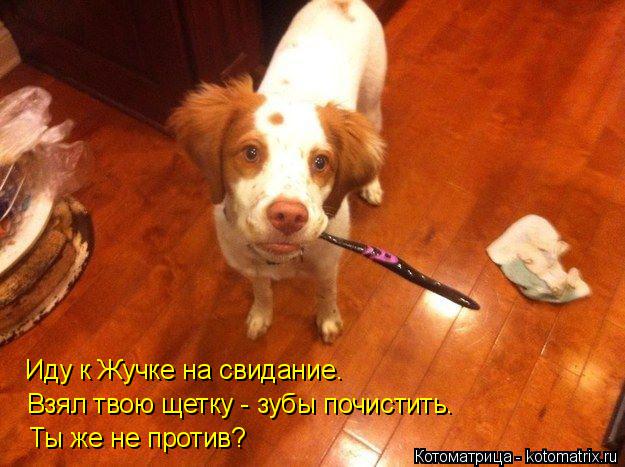Иду к Жучке на свидание. Взял твою щетку - зубы почистить. Ты же не против?... Котоматрица: Иду к Жучке на свидание. Взял твою щетку - зубы почистить. Ты же не против?