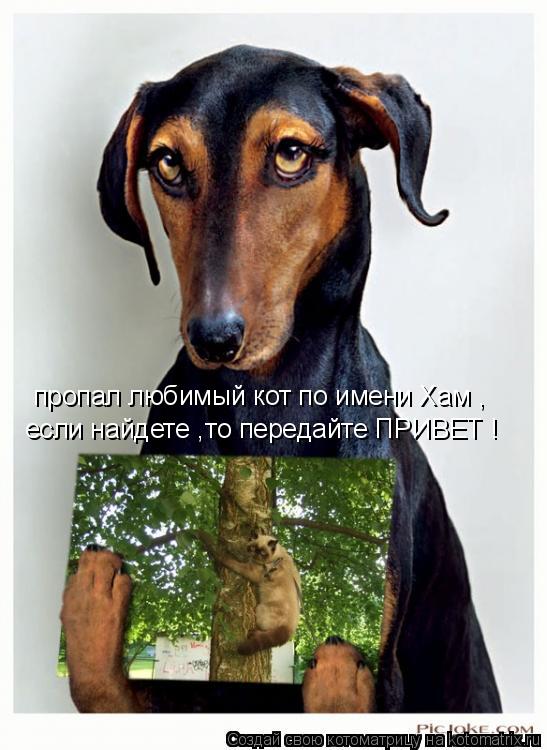 пропал любимый кот по имени Хам , если найдете ,то передайте ПРИВЕТ !... Котоматрица: пропал любимый кот по имени Хам , если найдете ,то передайте ПРИВЕТ !