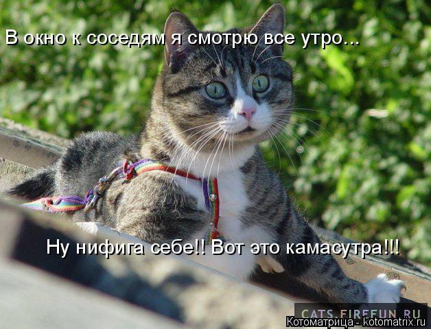 В окно к соседям я смотрю все утро... Ну нифига себе!! Вот это камасутра!!!... Котоматрица: В окно к соседям я смотрю все утро... Ну нифига себе!! Вот это камасутра!!!