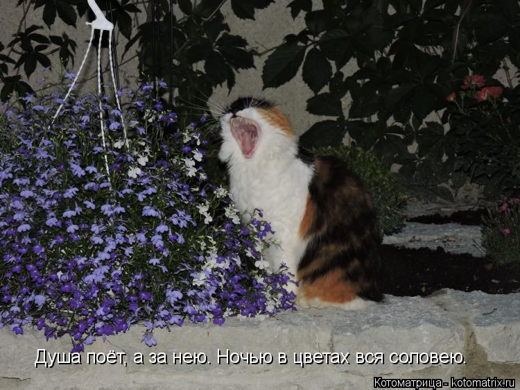 Душа поёт, а за нею. Ночью в цветах вся соловею.... Котоматрица: Душа поёт, а за нею. Ночью в цветах вся соловею.