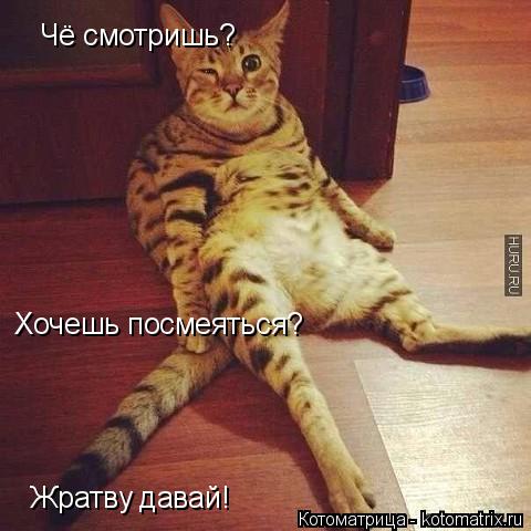 Чё смотришь? Хочешь посмеяться? Жратву давай!... Котоматрица: Чё смотришь? Хочешь посмеяться? Жратву давай!