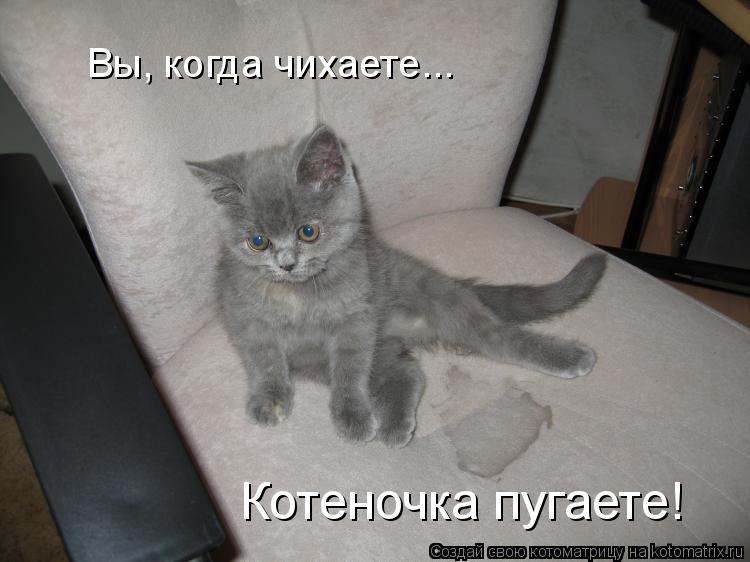 Вы, когда чихаете... Котеночка пугаете!... Котоматрица: Вы, когда чихаете... Котеночка пугаете!
