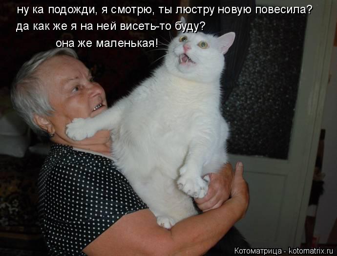 ну ка подожди, я смотрю, ты люстру новую повесила? да как же я на ней висеть-то буду? она же маленька... Котоматрица: ну ка подожди, я смотрю, ты люстру новую повесила? да как же я на ней висеть-то буду? она же маленькая!