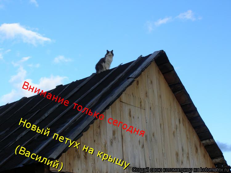 Внимание только сегодня Новый петух на крышу (Василий)... Котоматрица: Внимание только сегодня Новый петух на крышу (Василий)
