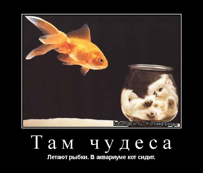 Там чудеса Летают рыбки. В аквариуме кот сидит.... Котоматрица: Там чудеса Летают рыбки. В аквариуме кот сидит.