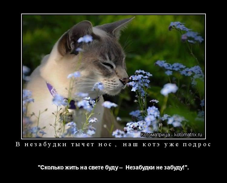 В незабудки тычет нос, наш котэ уже подрос "Сколько жить на свете буду – Незабудки не забуду!".... Котоматрица: В незабудки тычет нос, наш котэ уже подрос "Сколько жить на свете буду – Незабудки не забуду!".