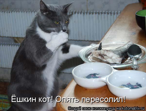Ёшкин кот! Опять пересолил!... Котоматрица: Ёшкин кот! Опять пересолил!