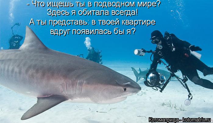 - Что ищешь ты в подводном мире? Здесь я обитала всегда! А ты представь: в твоей квартире вдруг появи... Котоматрица: - Что ищешь ты в подводном мире? Здесь я обитала всегда! А ты представь: в твоей квартире вдруг появилась бы я?