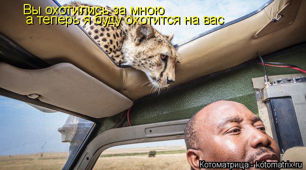 Вы охотились за мною а теперь я буду охотится на вас... Котоматрица: Вы охотились за мною а теперь я буду охотится на вас