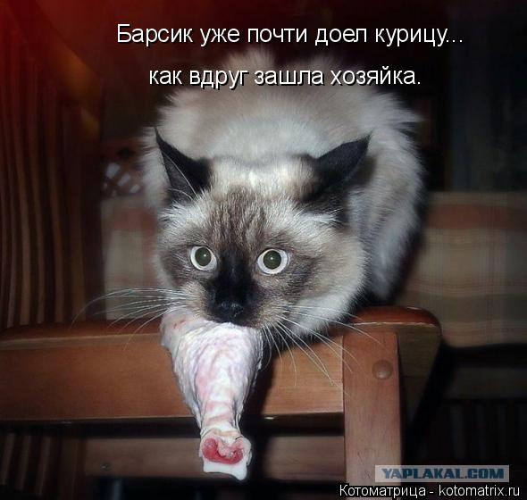 Барсик уже почти доел курицу... как вдруг зашла хозяйка.... Котоматрица: Барсик уже почти доел курицу... как вдруг зашла хозяйка.