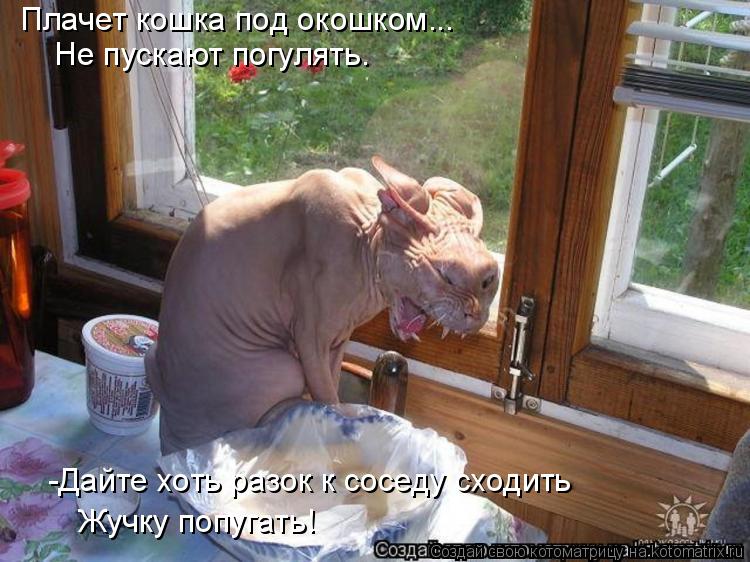 Плачет кошка под окошком... Не пускают погулять. -Дайте хоть разок к соседу сходить Жучку попугать!... Котоматрица: Плачет кошка под окошком... Не пускают погулять. -Дайте хоть разок к соседу сходить Жучку попугать!