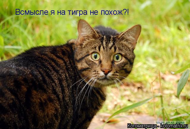 Всмысле я на тигра не похож?!... Котоматрица: Всмысле я на тигра не похож?!