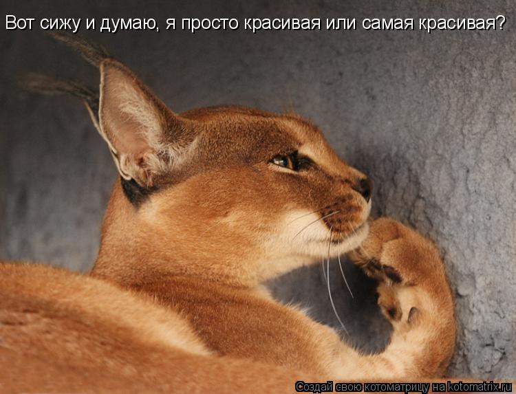 Вот сижу и думаю, я просто красивая или самая красивая?... Котоматрица: Вот сижу и думаю, я просто красивая или самая красивая?