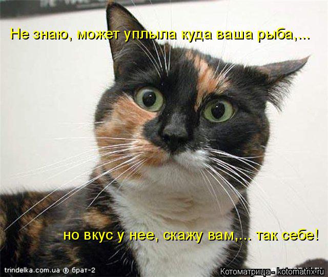 Не знаю, может уплыла куда ваша рыба,... но вкус у нее, скажу вам,... так себе!... Котоматрица: Не знаю, может уплыла куда ваша рыба,... но вкус у нее, скажу вам,... так себе!