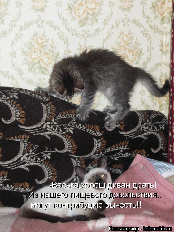 -Васька,хорош диван драть! Из нашего пищевого довольствия.. могут контрибуцию вычесть!!... Котоматрица: -Васька,хорош диван драть! Из нашего пищевого довольствия.. могут контрибуцию вычесть!!