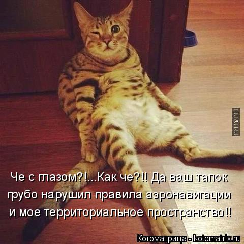 Че с глазом?!...Как че?!! Да ваш тапок грубо нарушил правила аэронавигации и мое территориальное прос... Котоматрица: Че с глазом?!...Как че?!! Да ваш тапок грубо нарушил правила аэронавигации и мое территориальное пространство!!
