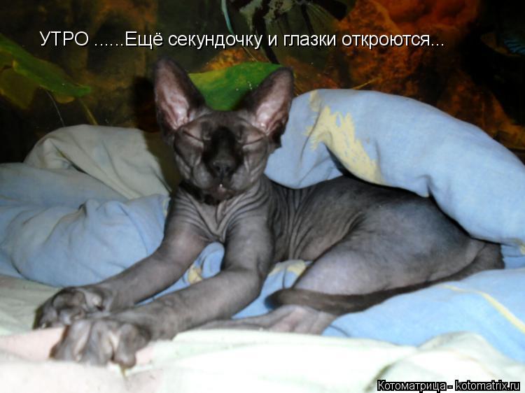 УТРО ......Ещё секундочку и глазки откроются...... Котоматрица: УТРО ......Ещё секундочку и глазки откроются...