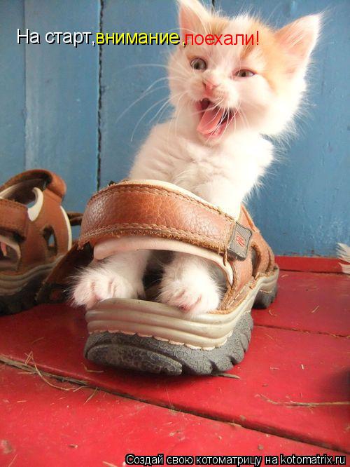 На старт , внимание поехали! ,... Котоматрица: На старт , внимание поехали! ,