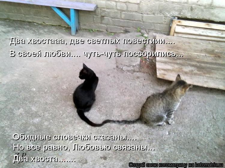 Два хвостааа, две светлых повестиии.... В своей любви.... чуть-чуть поссорились... Но все равно, Любо... Котоматрица: Два хвостааа, две светлых повестиии.... В своей любви.... чуть-чуть поссорились... Но все равно, Любовью связаны... Обидные словечки сказаны.... Дв