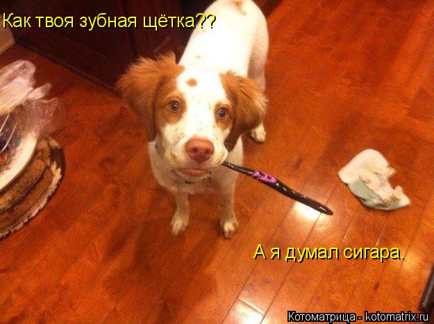 Как твоя зубная щётка?? А я думал сигара.... Котоматрица: Как твоя зубная щётка?? А я думал сигара.