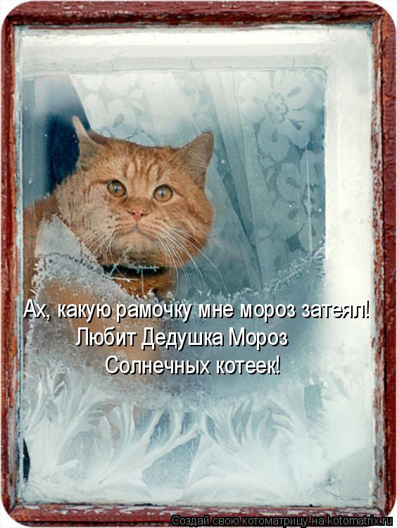 Ах, какую рамочку мне мороз затеял! Любит Дедушка Мороз Солнечных котеек!... Котоматрица: Ах, какую рамочку мне мороз затеял! Любит Дедушка Мороз Солнечных котеек!