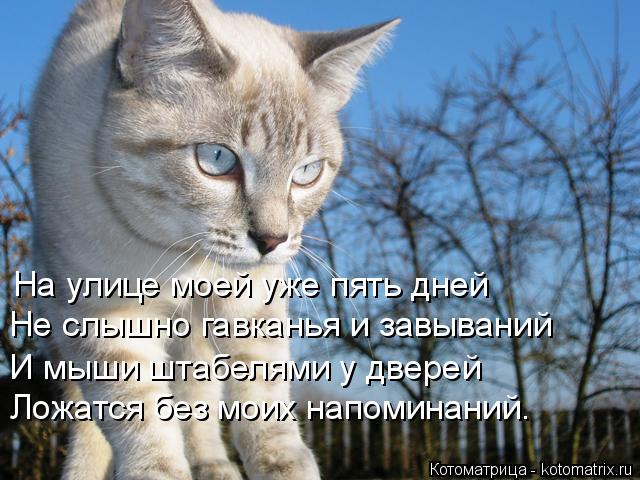 На улице моей уже пять дней Не слышно гавканья и завываний И мыши штабелями у дверей Ложатся без мо... Котоматрица: На улице моей уже пять дней Не слышно гавканья и завываний И мыши штабелями у дверей Ложатся без моих напоминаний.