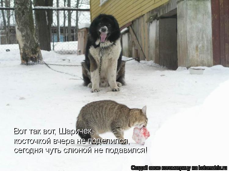 Вот так вот, Шаричек, косточкой вчера не поделился, сегодня чуть слюной не подавился!... Котоматрица: Вот так вот, Шаричек, косточкой вчера не поделился, сегодня чуть слюной не подавился!