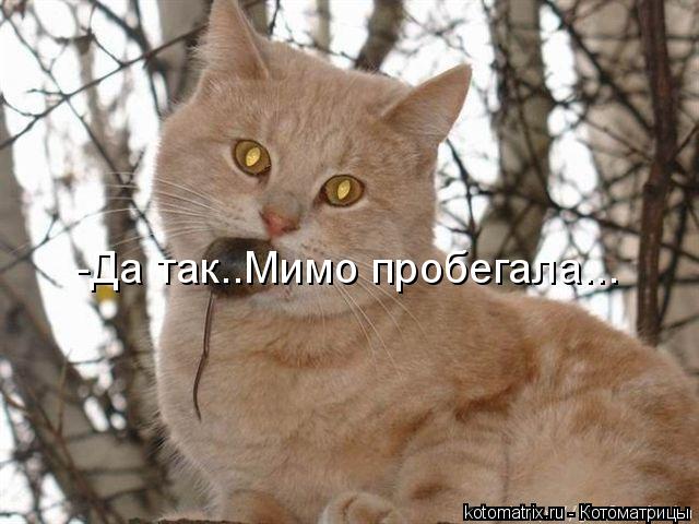 -Да так..Мимо пробегала...... Котоматрица: -Да так..Мимо пробегала...