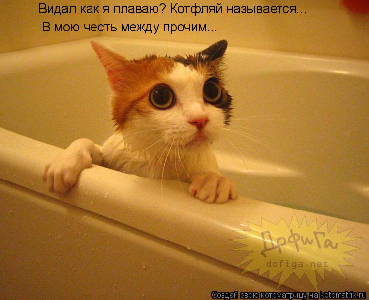 Видал как я плаваю? Котфляй называется... В мою честь между прочим...... Котоматрица: Видал как я плаваю? Котфляй называется... В мою честь между прочим...