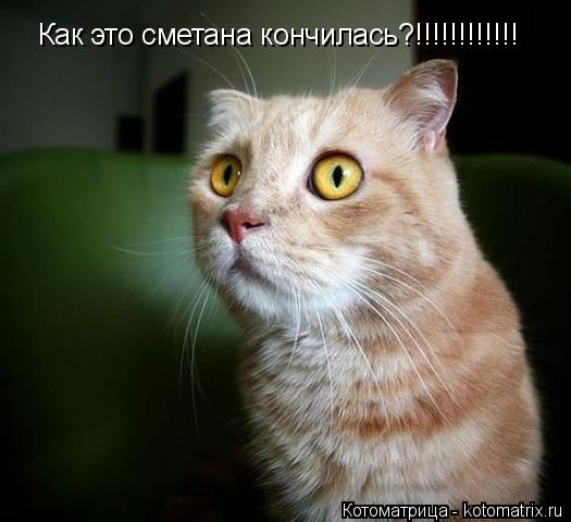 Как это сметана кончилась?!!!!!!!!!!!!... Котоматрица: Как это сметана кончилась?!!!!!!!!!!!!