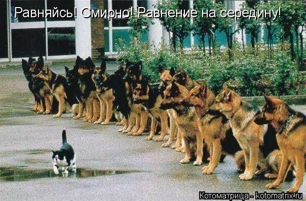 Равняйсь! Смирно! Равнение на середину!... Котоматрица: Равняйсь! Смирно! Равнение на середину!