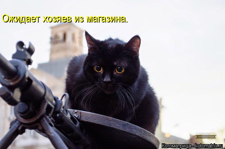 Ожидает хозяев из магазина.... Котоматрица: Ожидает хозяев из магазина.