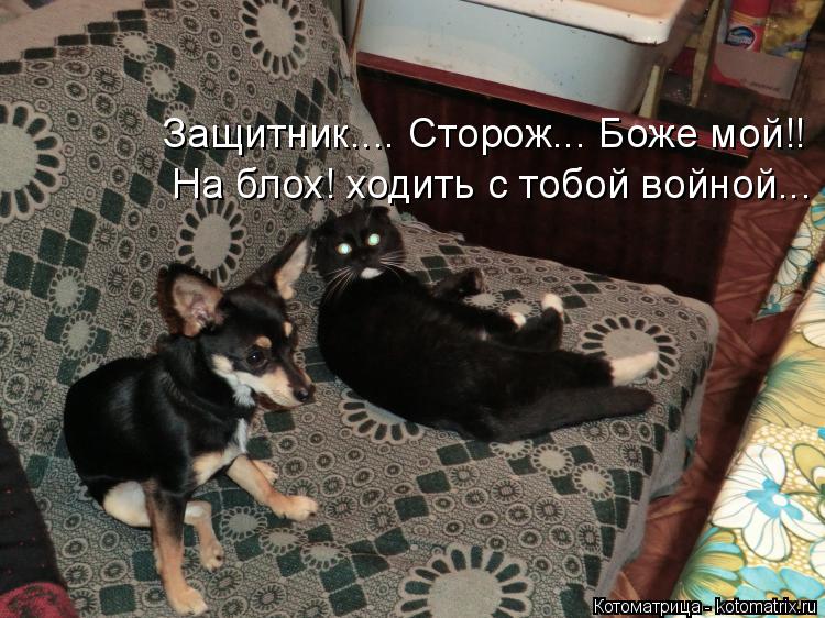 Защитник.... Сторож... Боже мой!! На блох! ходить с тобой войной...... Котоматрица: Защитник.... Сторож... Боже мой!! На блох! ходить с тобой войной...