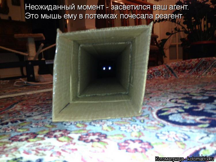 Неожиданный момент - засветился ваш агент. Это мышь ему в потемках почесала реагент... Котоматрица: Неожиданный момент - засветился ваш агент. Это мышь ему в потемках почесала реагент